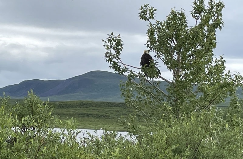 Denali Road Eagle