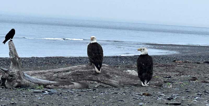 Eagles Camping On The Water West Kenai Peninsula