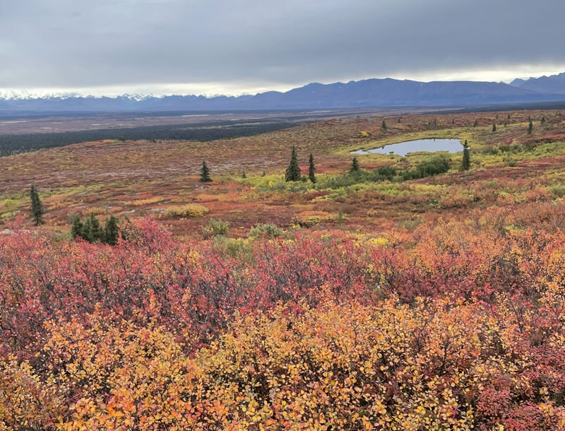 Fall Colors In Alaska