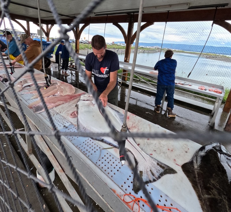 Fish Cleaning station on the Homer Spit Alaska