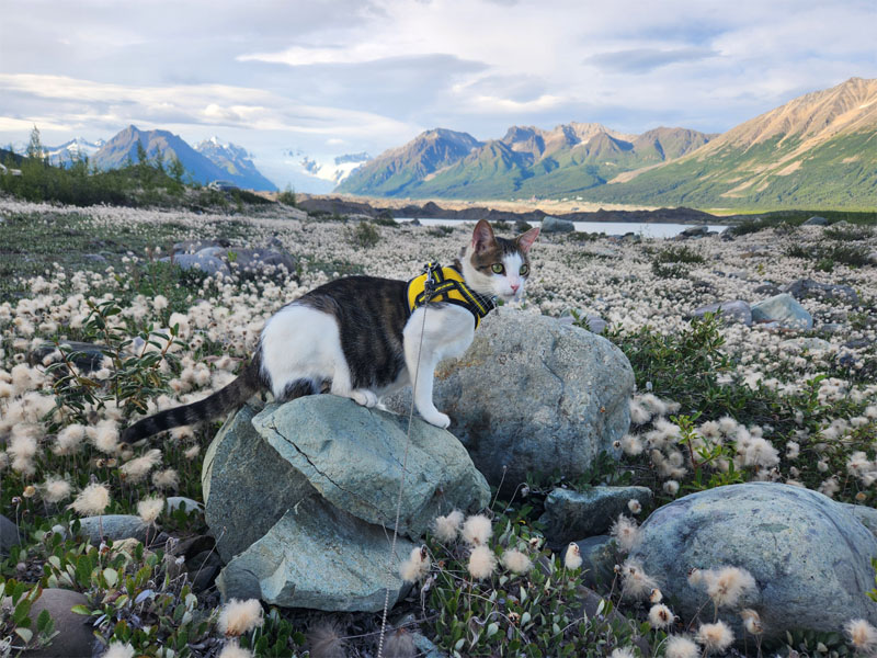 Iggy At Kennecott Glacier