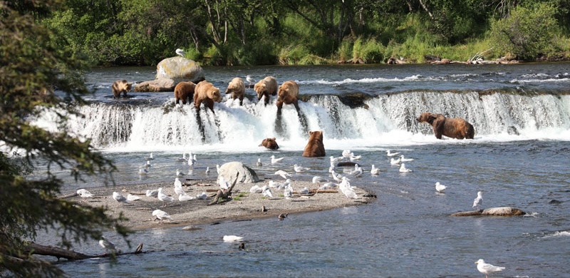 Katmai National Park bears