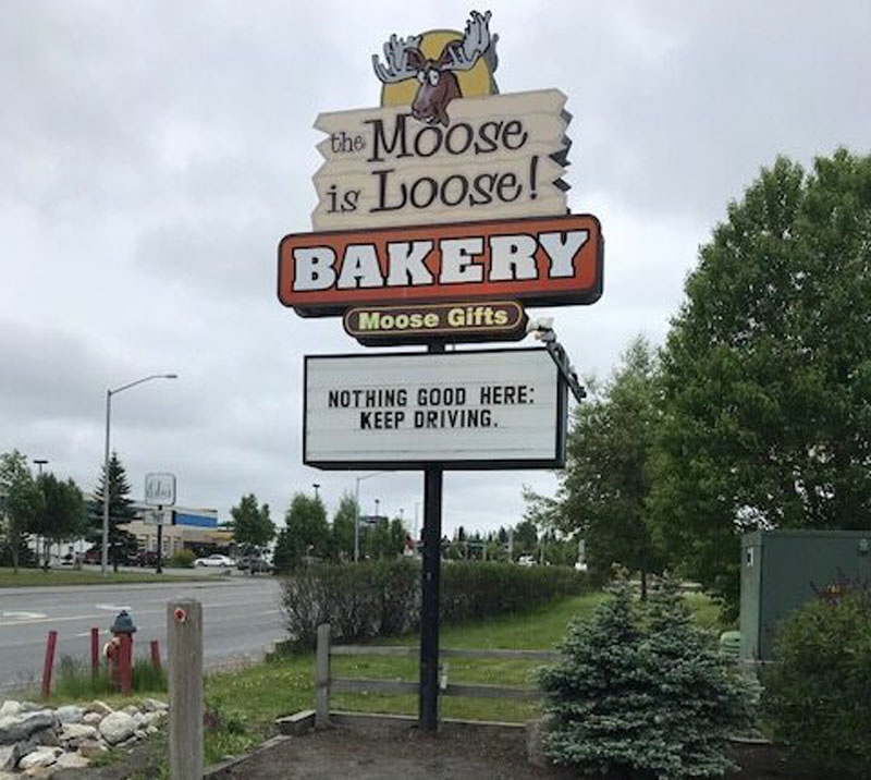 Moose Is Loose Soldotna Alaska