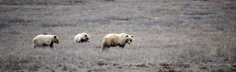 Bears on Dalton Highway In Alaska