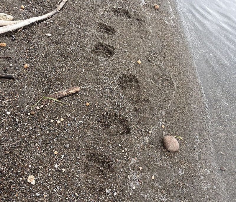 First Thing We Saw After We Stepped Off Out Plane In Katmai National Park