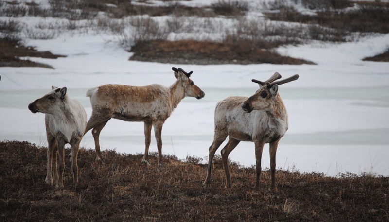 Wildlife Dalton Highway In Alaska