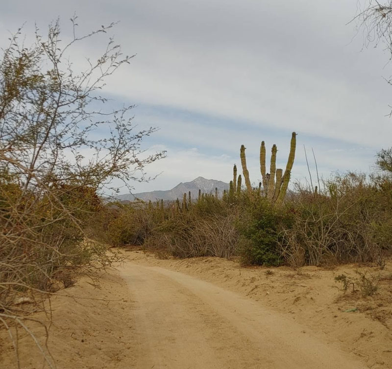 Baja Sur California Rodriguez