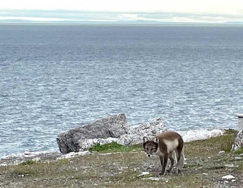 An Arctic Fox At Cooks Harbor Lighthouse