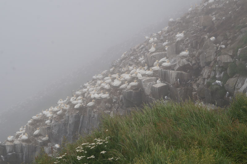 Foggy Cape St Marys Bird Sanctuary