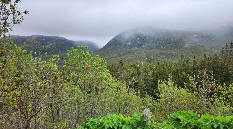 Foggy Day In Gros Morne National Park