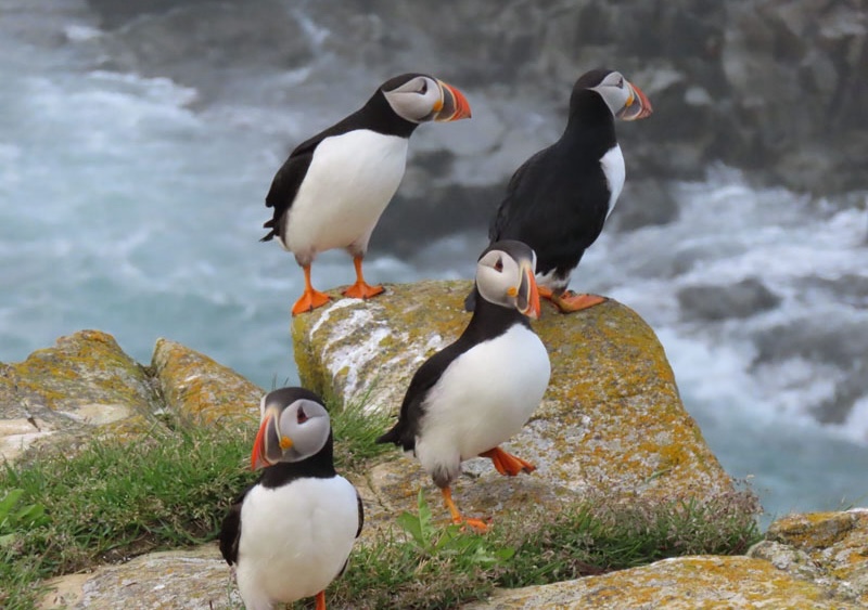Maberly Puffin Colony