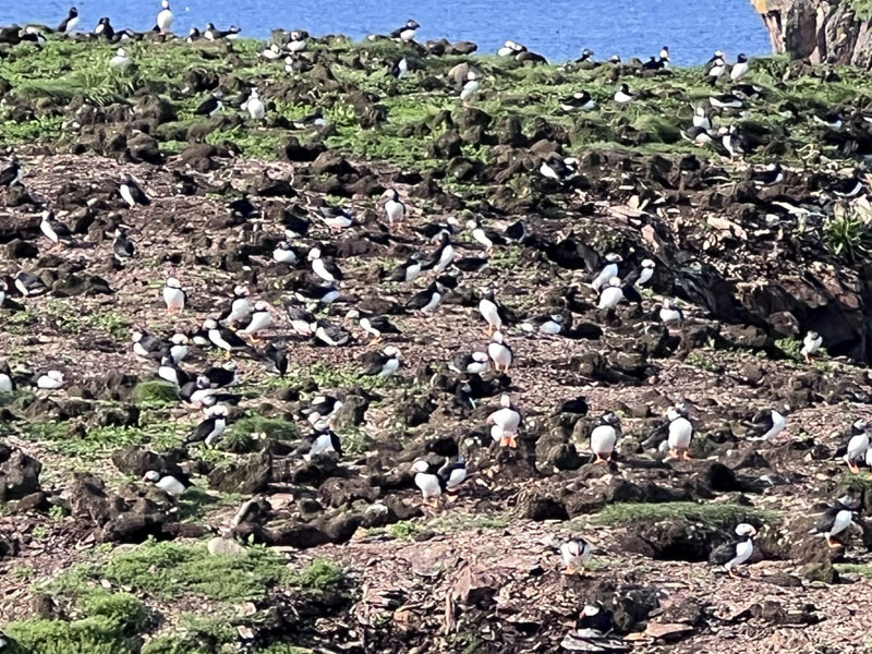 Puffins At Elliston