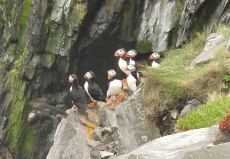 Puffins In Elliston