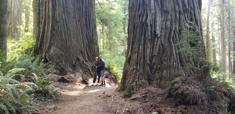 Redwoods Parents There Frazier