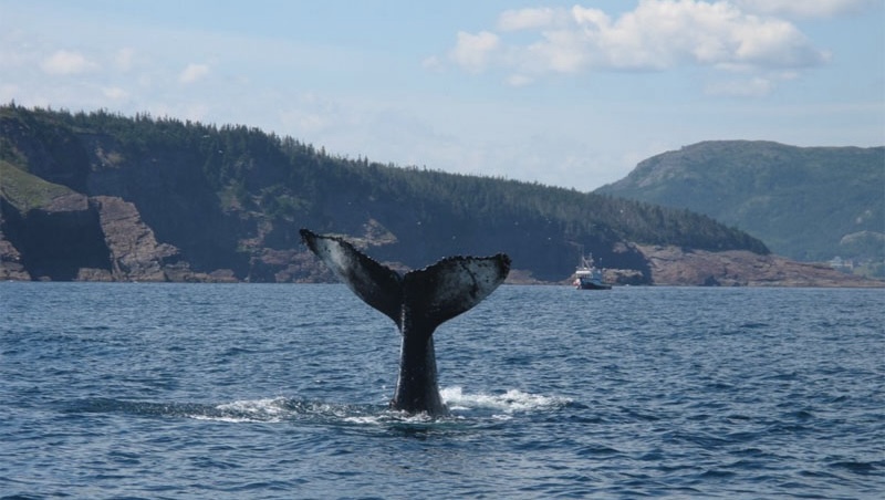 Whales In Witless Bay