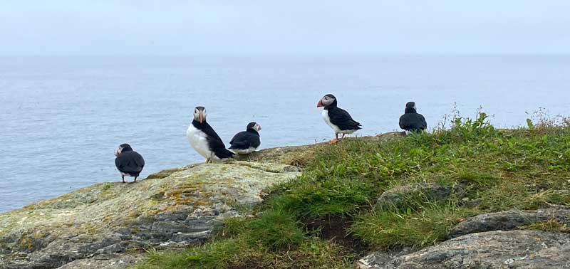 Puffins In Eliston Newfoundland