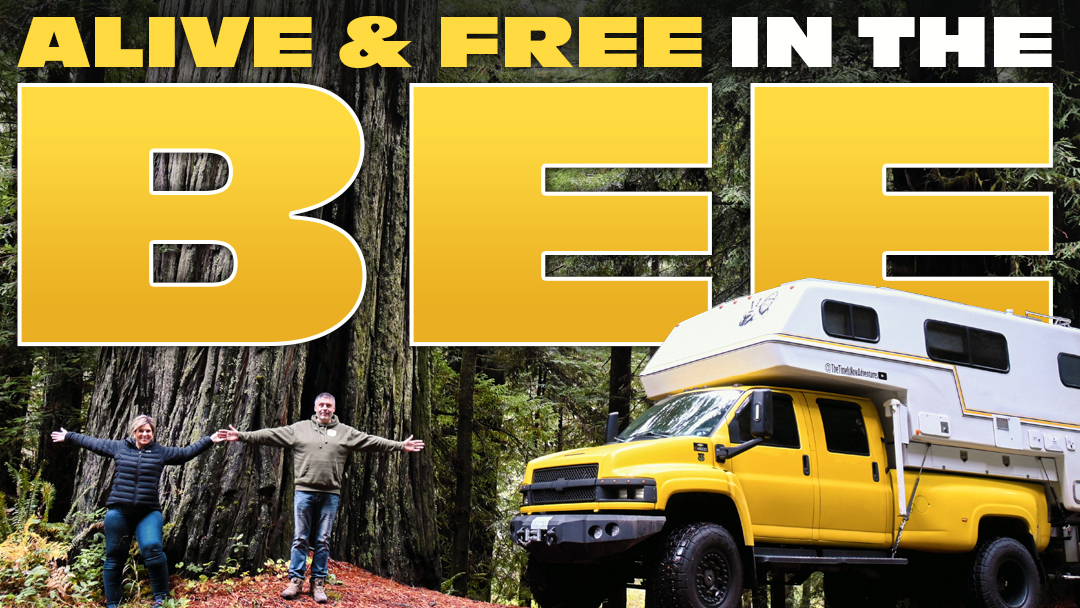 Alive And Free In The Bee