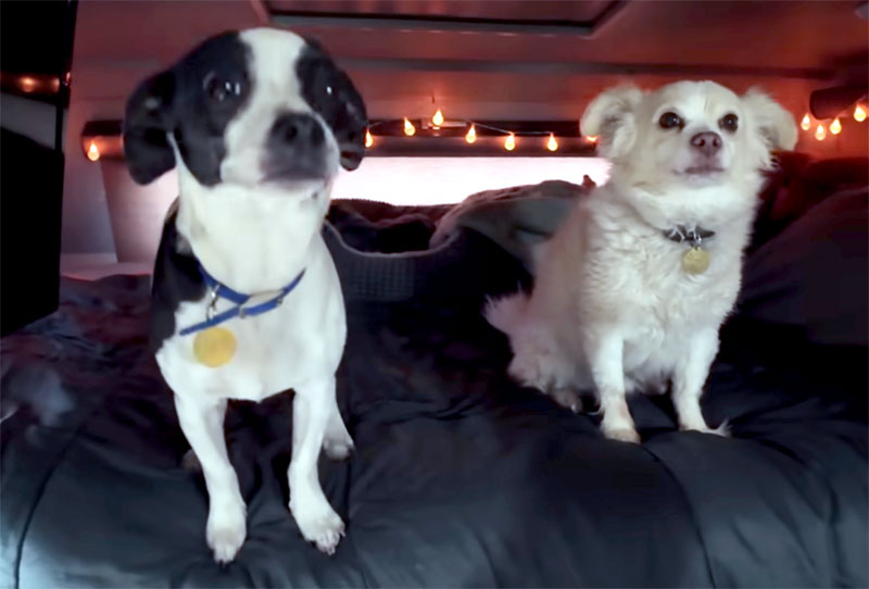 Chihuahuas 13 Year Mason And Marty Dogs