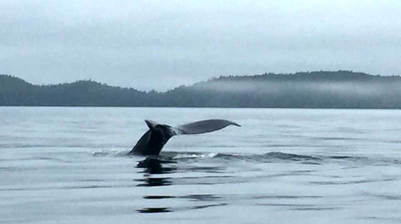 Whales Gordon Pitt