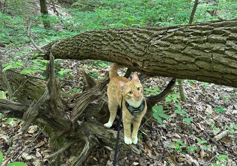Adventure Kitty Leash Walking Cat