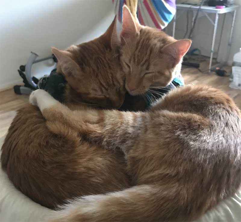 Brotherly Love