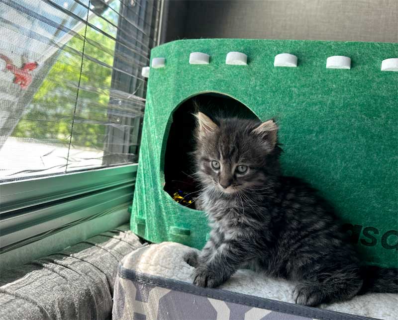 Hiro The Camping Cat