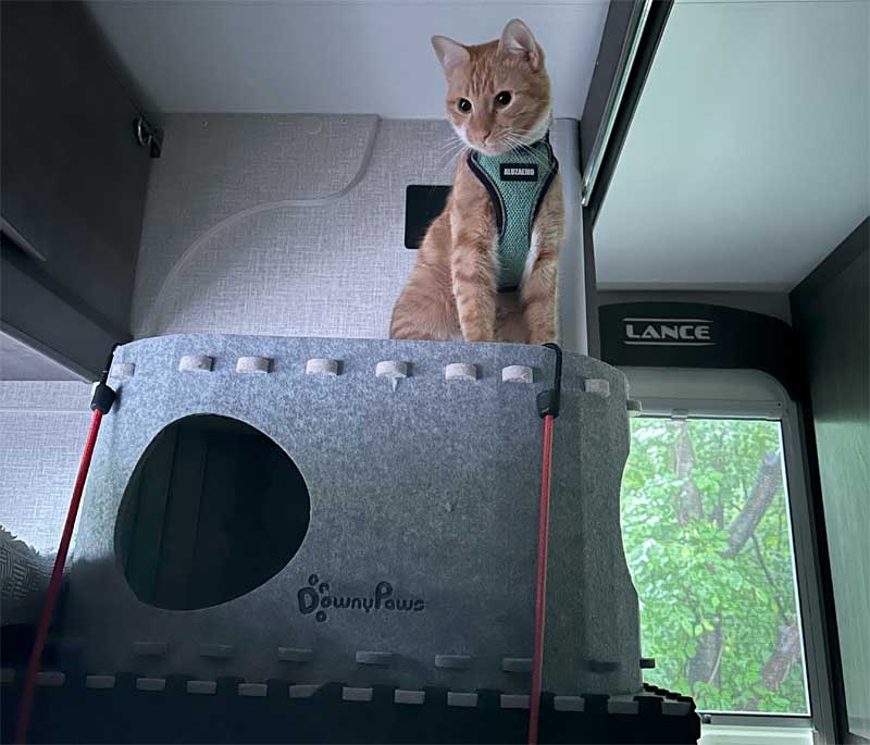 Cat Center The Ruler
