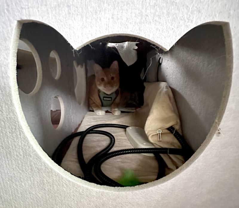 Cat Heating Pad In Play Center