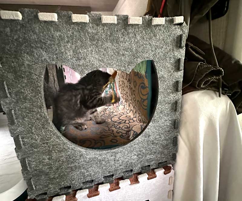 Cat Playing In Center