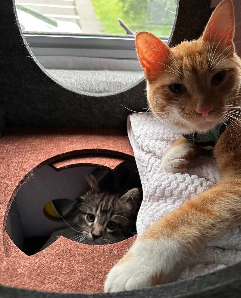 Cats In Camper You Want What