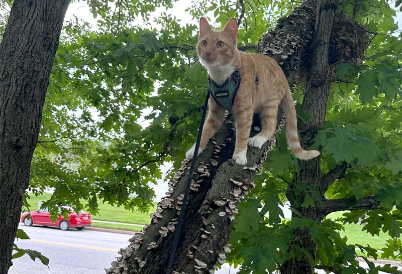 On Leash Bird Watching