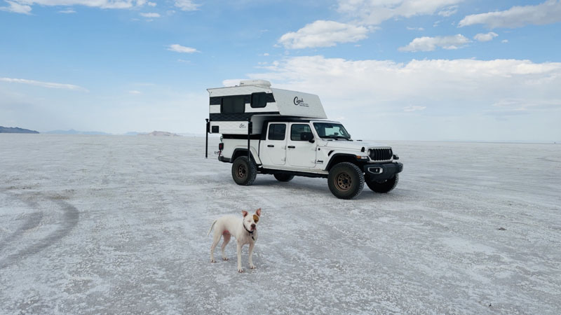 Birdie On The Bonneville Salt Flats Utah
