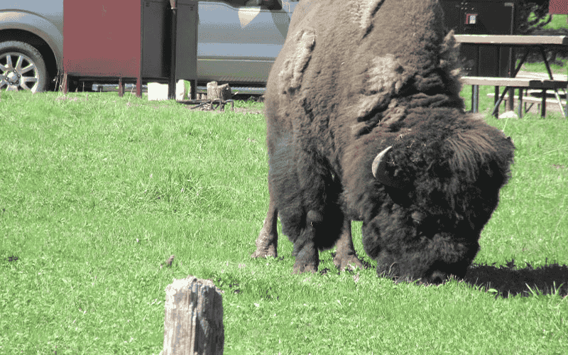 Big Basin Yellowstone National Park Larry Sommerfiled