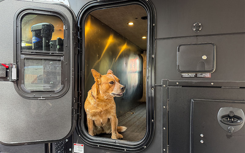 Kingstar K9 KRUZR 6 First Look K9 KRUZR Dixie 1