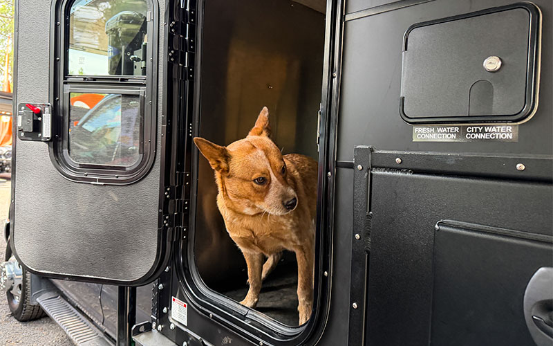 Kingstar K9 KRUZR 6 First Look K9 KRUZR Dixie 2