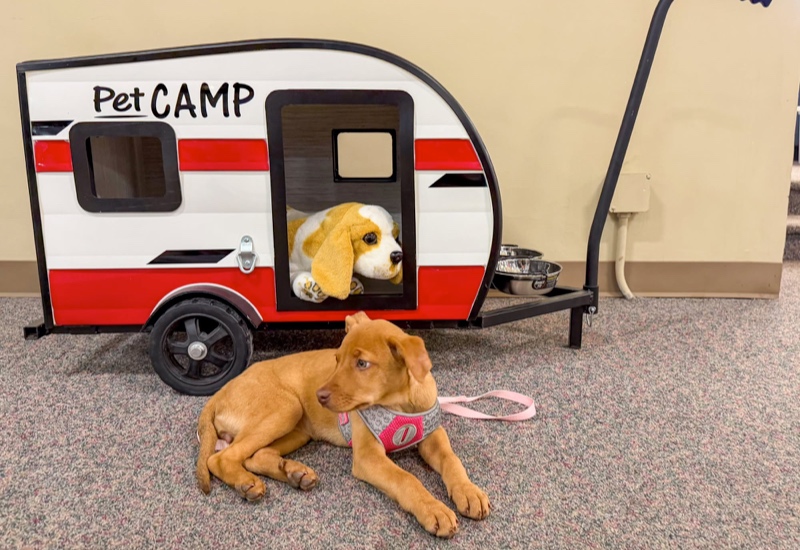 Sunset Park Pet Camp