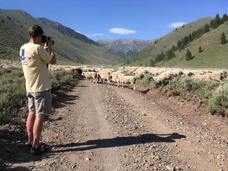 Idaho Sheep And Gordon