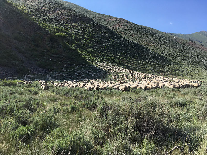 Idaho Sheep Grazing