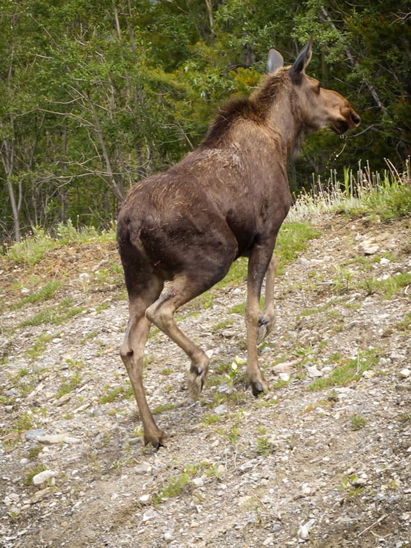 moose sightings in British Columbia