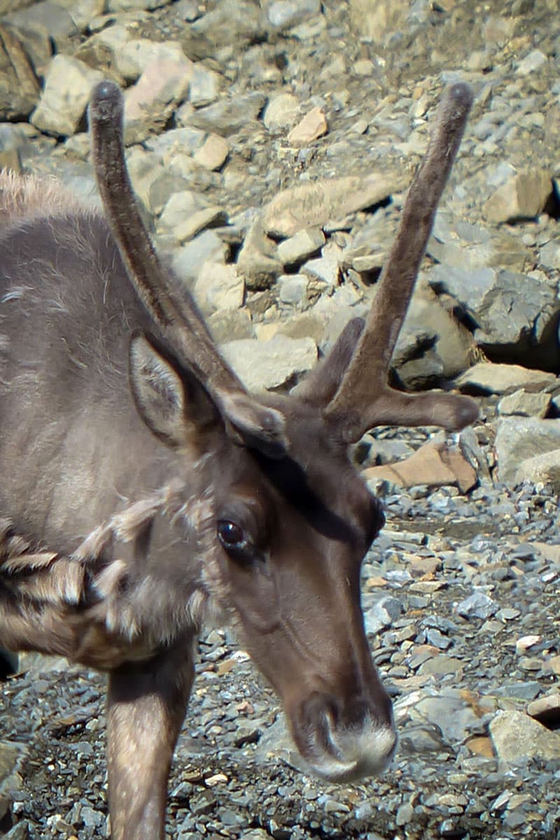 Denali Caribou drinking