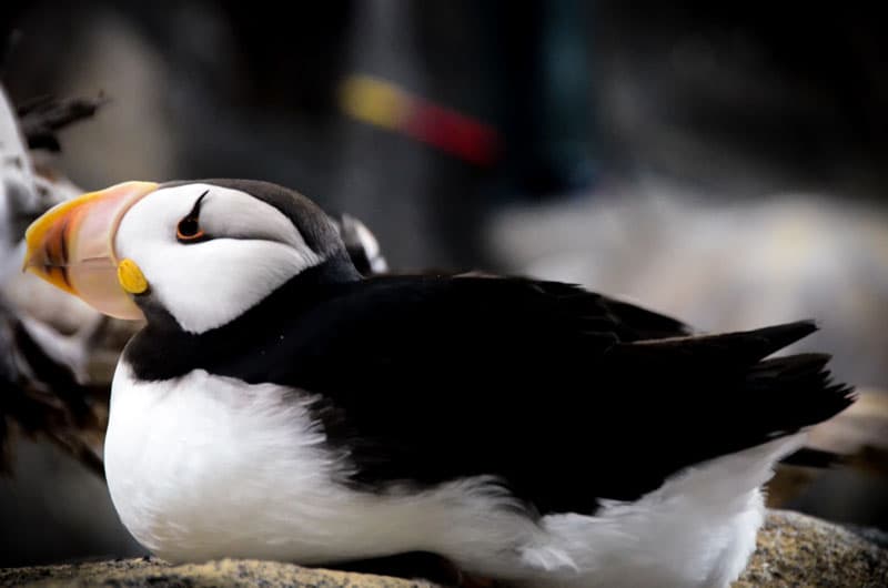 Puffin Sea Life Center