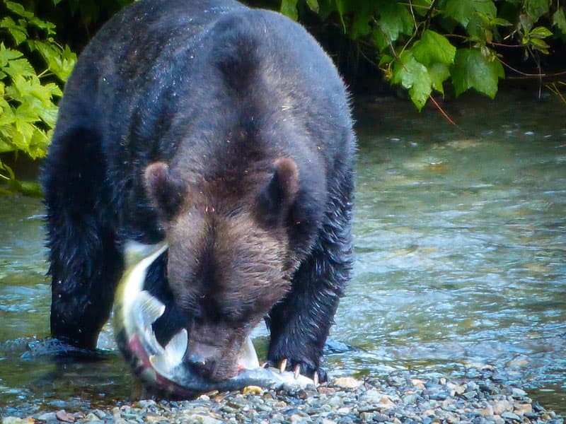 Bear eating salmon in Hyder, Alaska