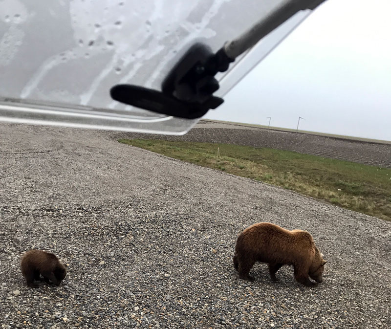 4am Bears Next To Camper