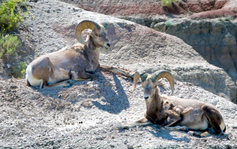 Badlands Ram Sheep