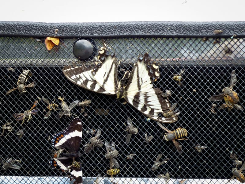 Bug screen on truck for Alaska drive