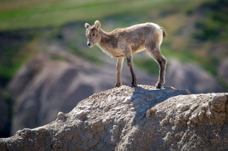 Badlands National Park lamb