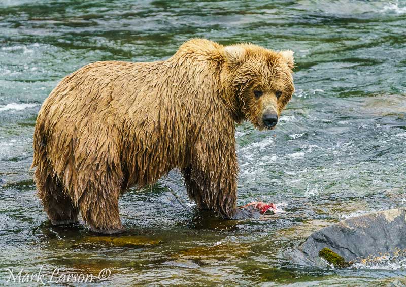 Alaska Trip 2017 Bear