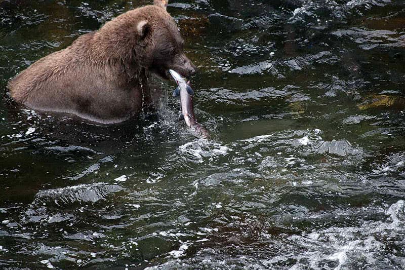 Alaska-bears-Berquam