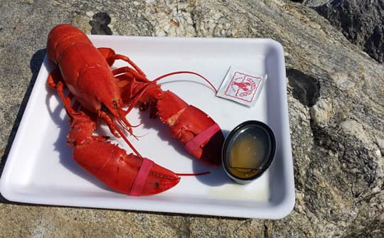 Alaskan-America-maine-lobster