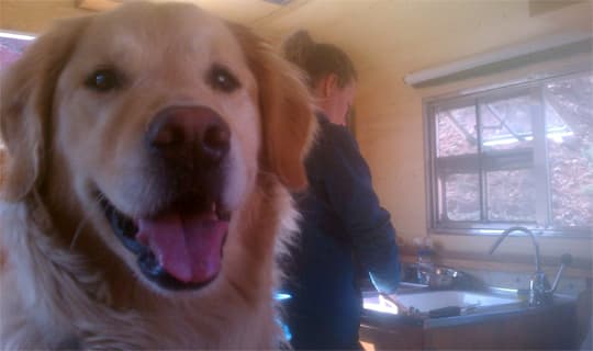 Alaskan-Restoration-camper-interior-dog